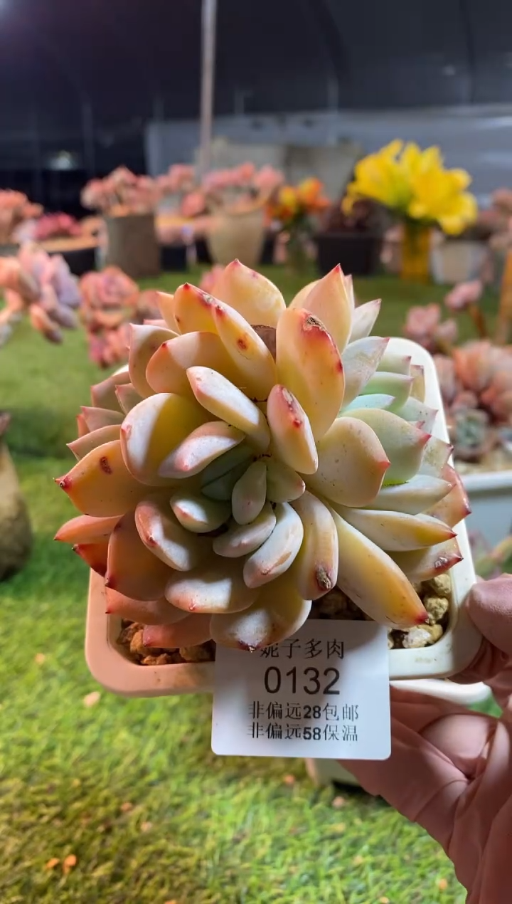 【闪购商品】0132a