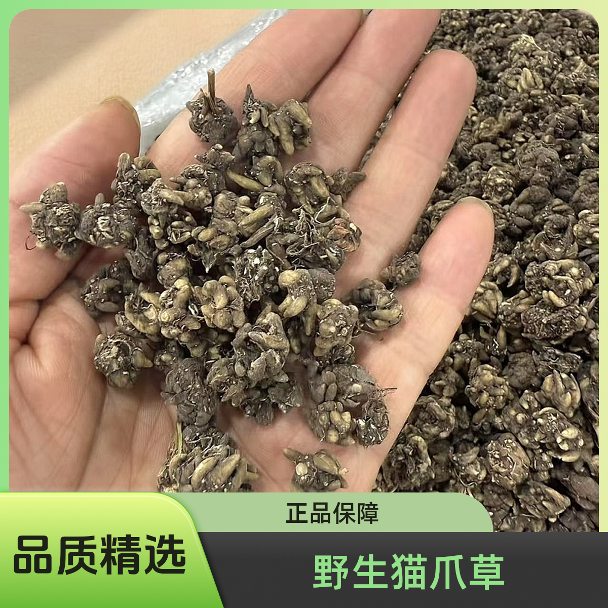 野生正品精选猫爪草