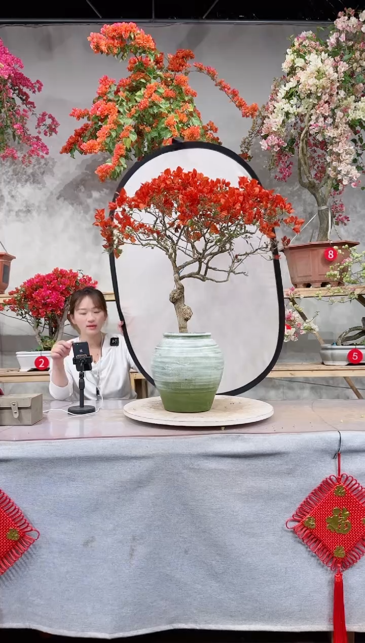【闪购商品】盆景桑巴