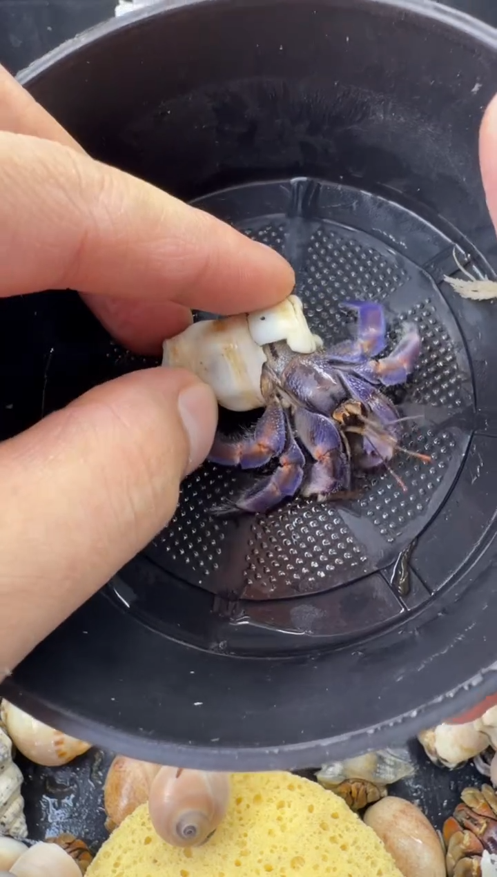 1.7口紫陆豆一只，不包全品