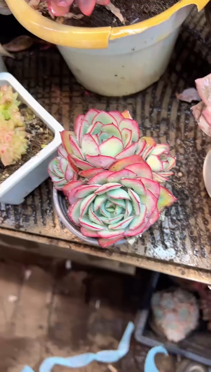 你*逗多肉植物一物一拍13416