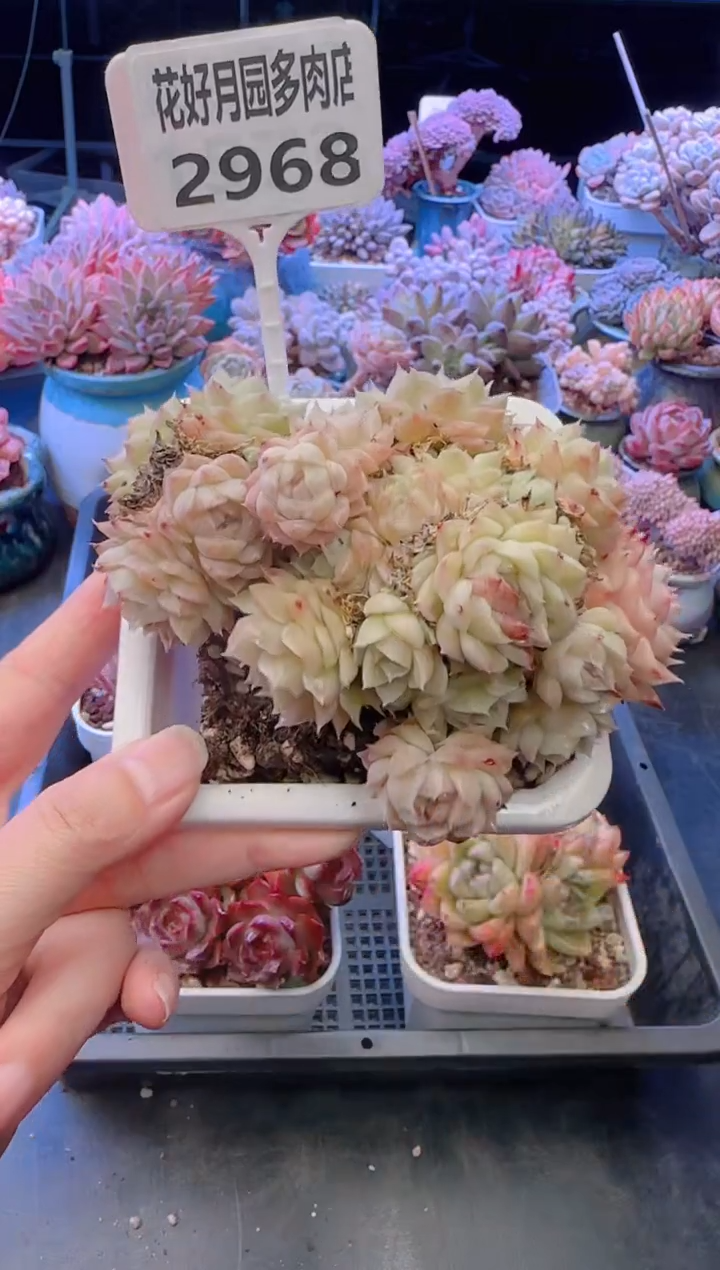 【闪购商品】2968.