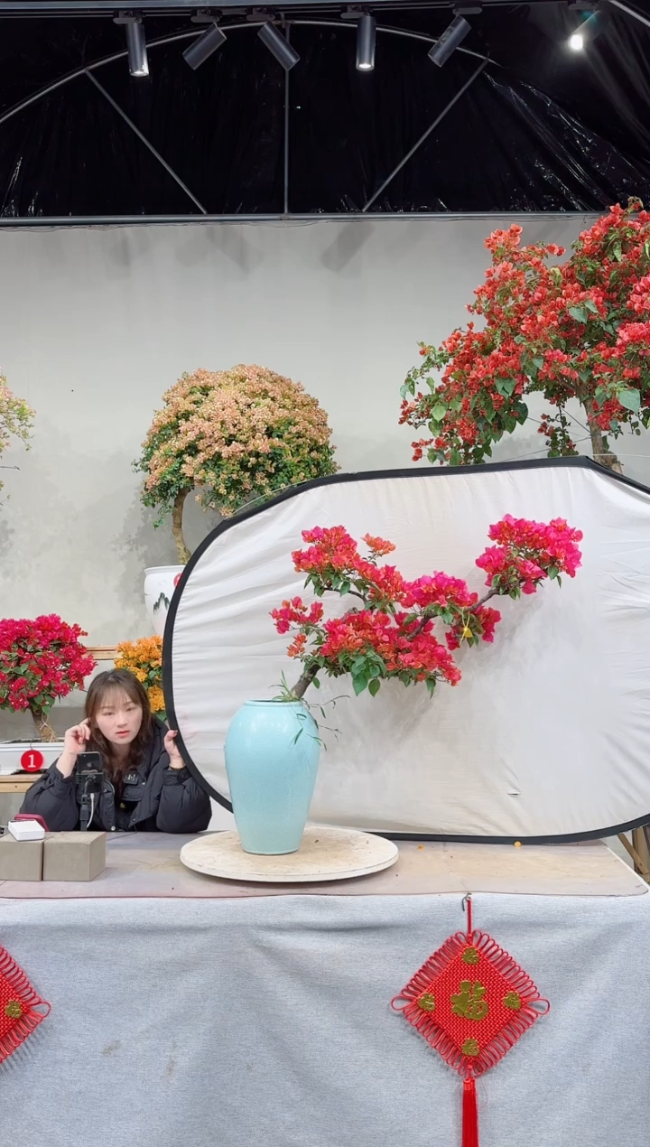 【闪购商品】盆景海岛红