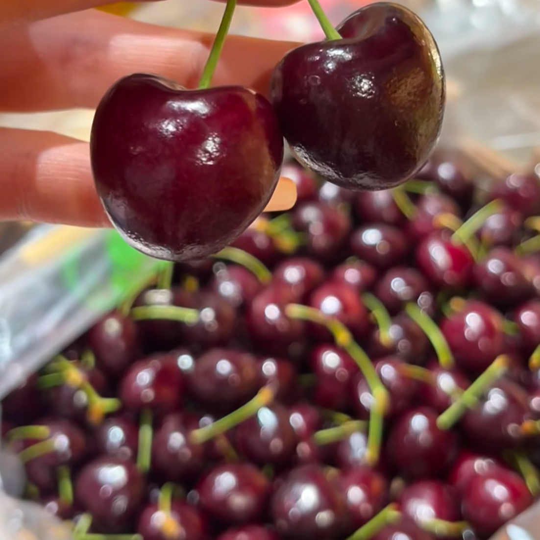 D3智利进口海运拉宾斯3-5J 5斤装车厘子 脆甜爆汁  内附果径卡