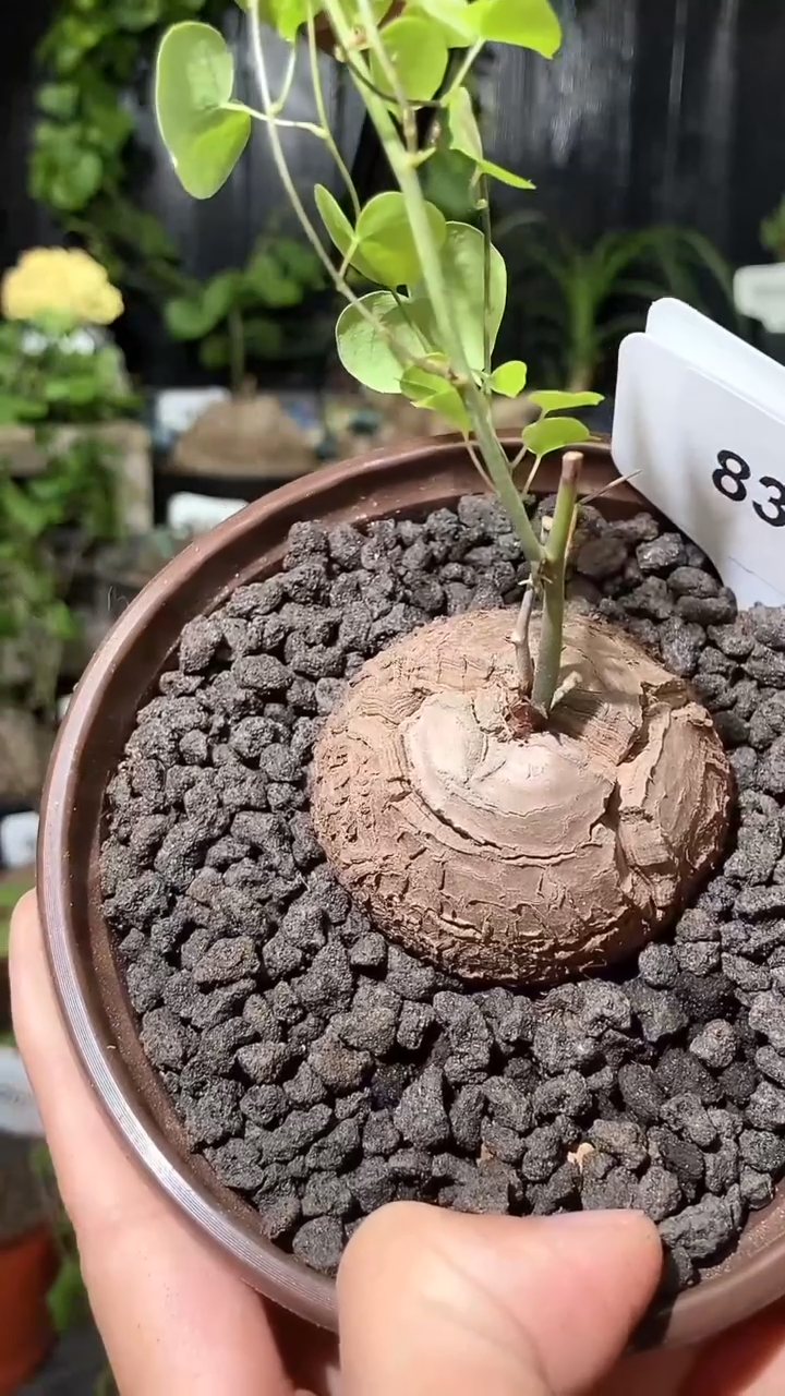 8349号1106甄选单颗南非龟甲龙