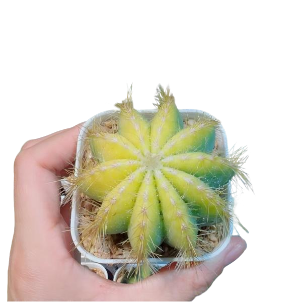 银光锦仙人球盆栽易养美观吸甲醛原盆土