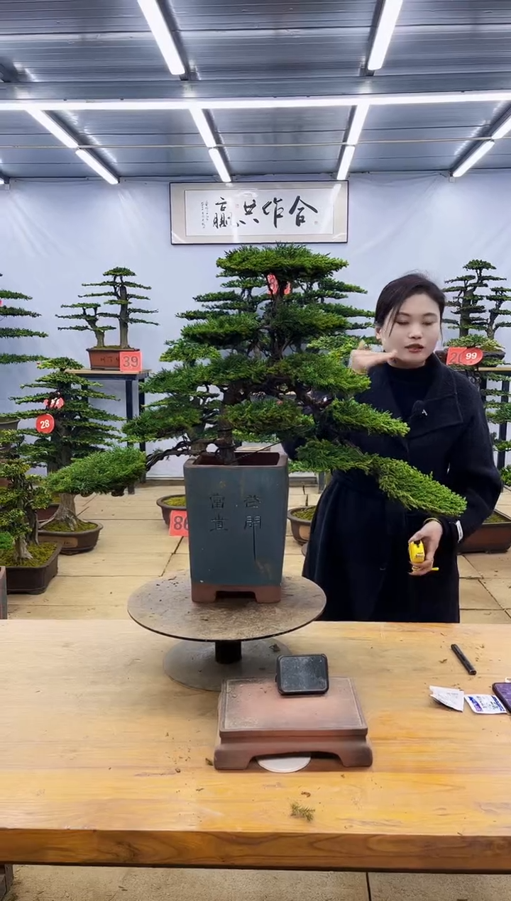 【闪购商品】高端盆景一物一拍，所见即所得