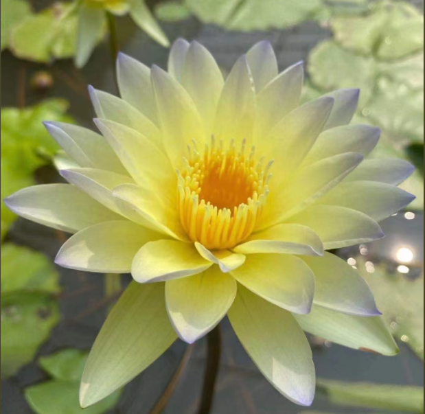 【潘燮】睡莲根块四季盆栽莲花池塘根块花苗基地种植花苗