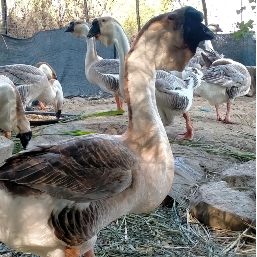 7-8斤狮头鹅 生鲜味美 包邮到家