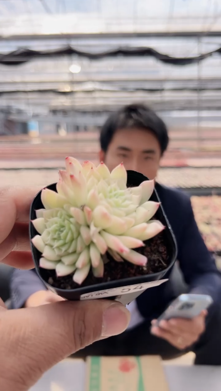 【闪购商品】新款多肉-54