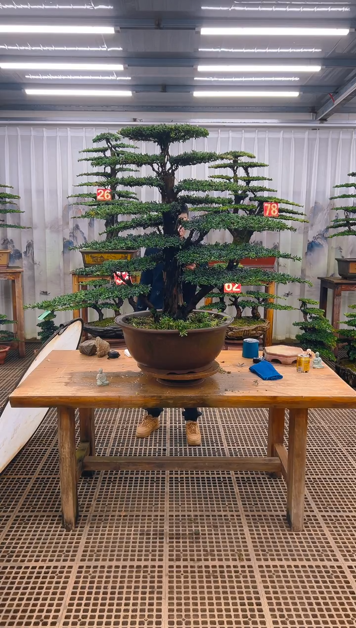 无花朵x****3精品盆景直播间一物一拍