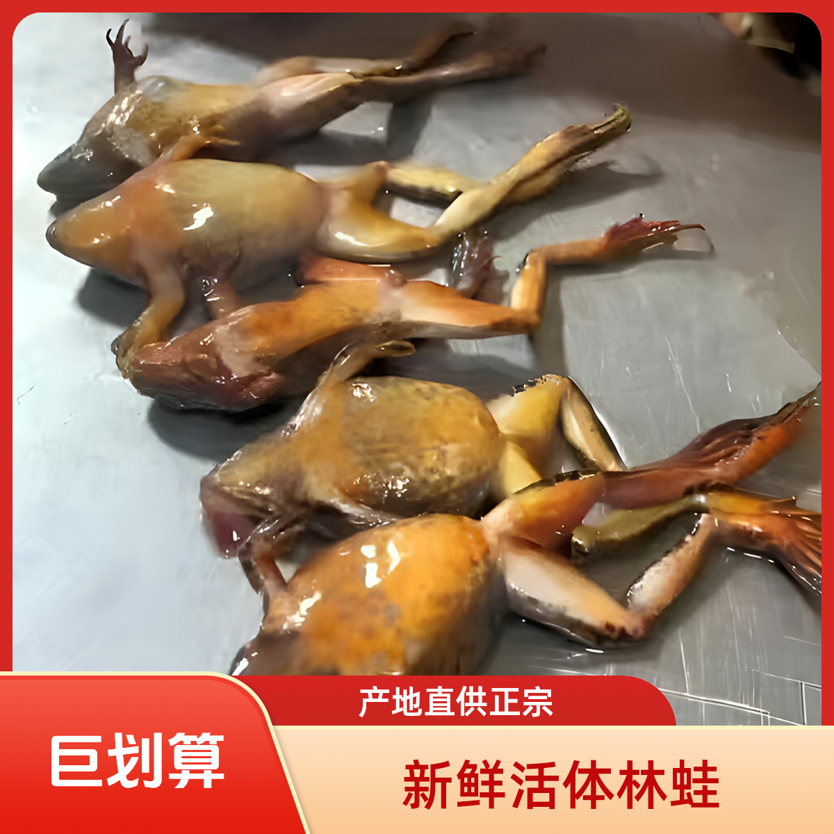 东北公林蛙长白山