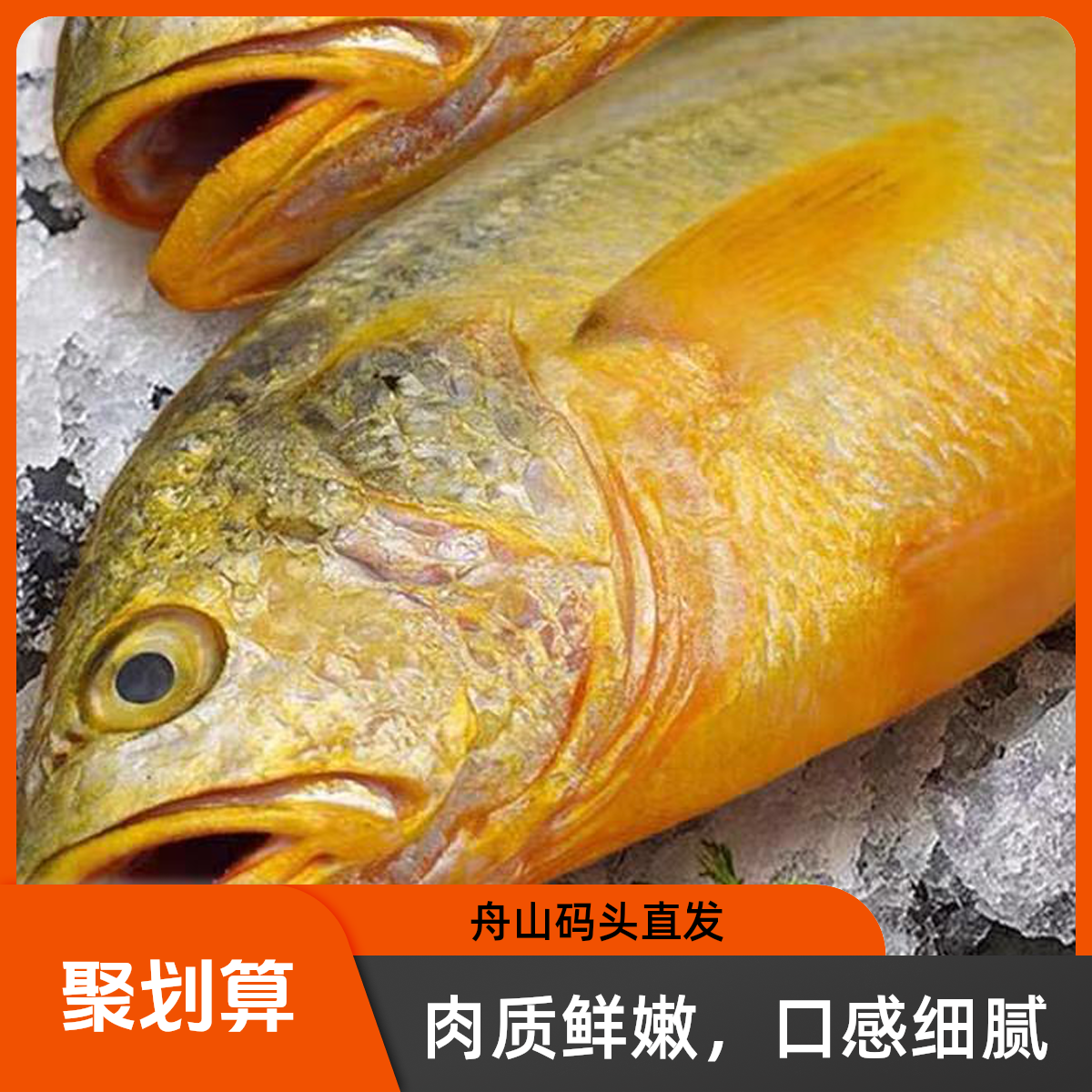 舟山大黄鱼 黄花鱼 源自生态6-8两/条 3条一箱 总重2斤起