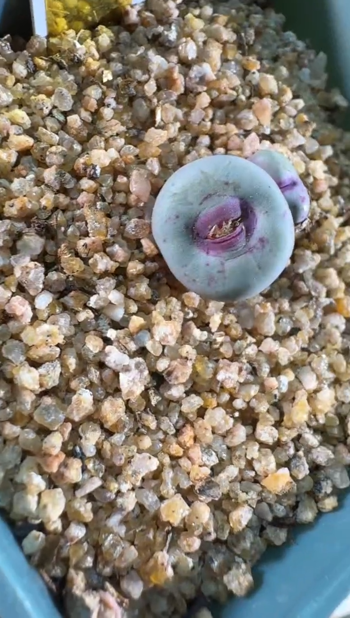 【天津专场】166多肉植物肉锥金标红嘴一颗