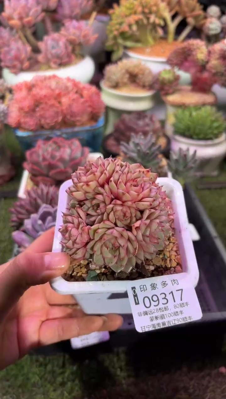 【闪购商品】09317