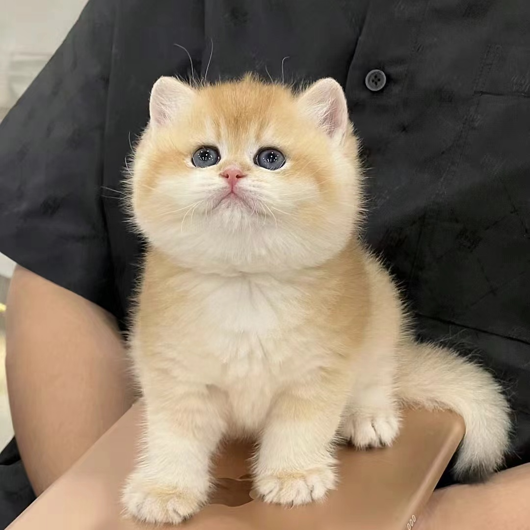 直播间专属猫咪链接拍这里