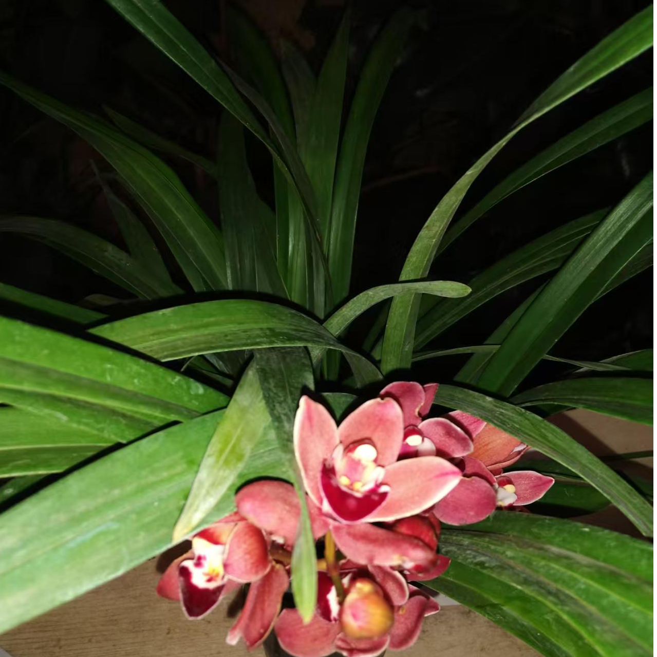 年宵花红色大花蕙兰【大将军】