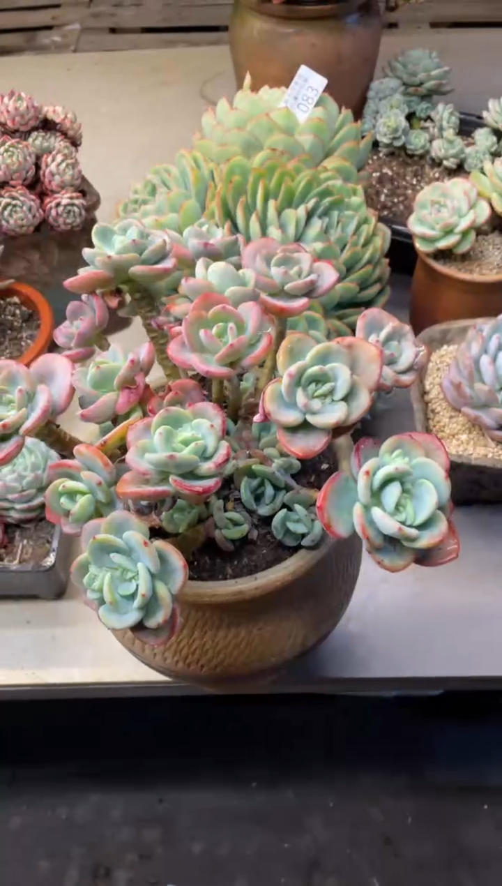 【闪购商品】84白月光