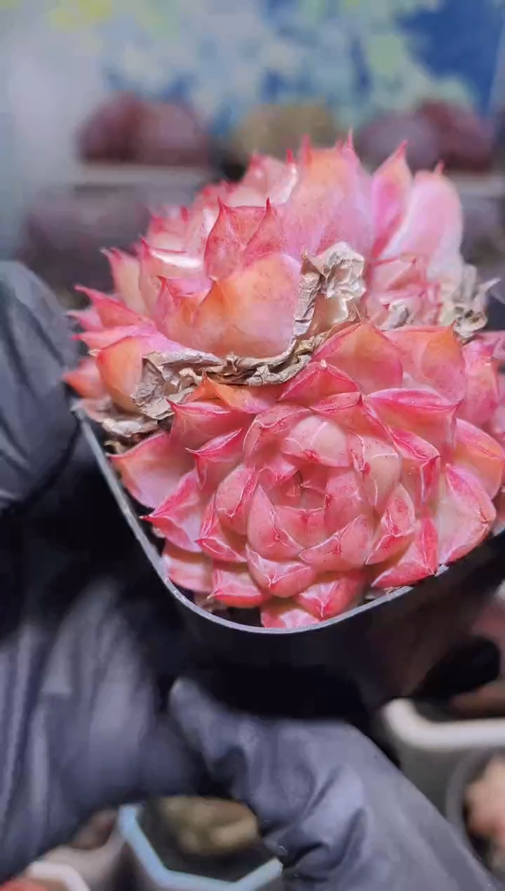 【闪购商品】105超女多肉