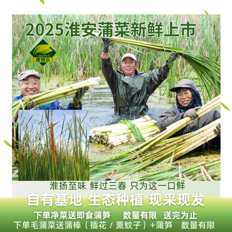 淮安地道美食蒲儿菜基地现采现发(生鲜冷藏保存)淮安蒲菜