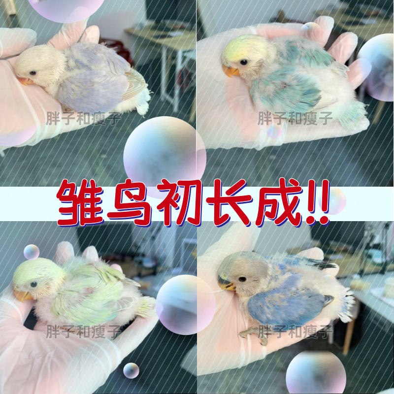 手养鹦鹉小鸟伊莎紫罗兰紫熏宠物牡丹雏鸟亲人黄绿桃半毛雏鸟