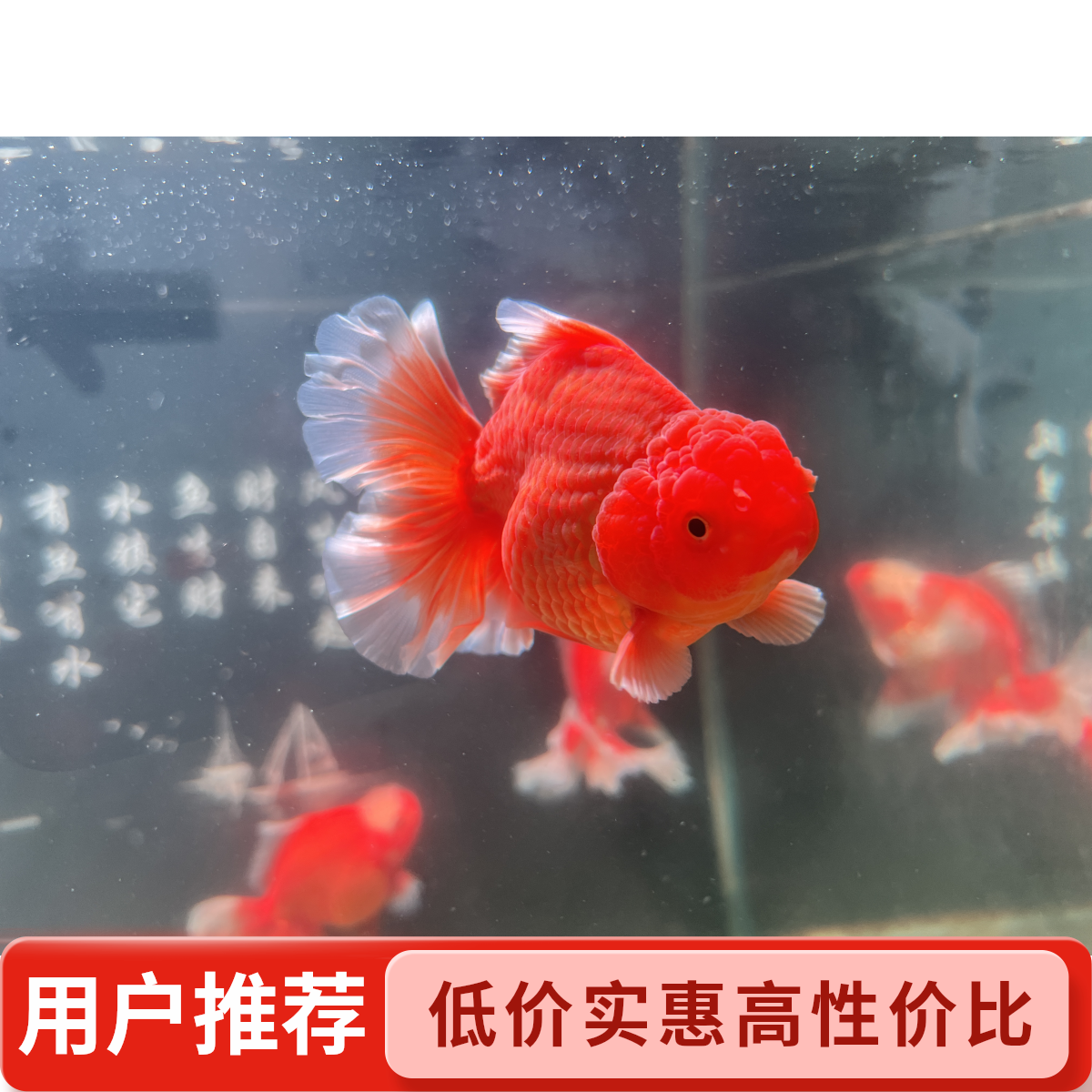 百褶泰狮冷水观赏鱼（无完整开箱视频无售后）
