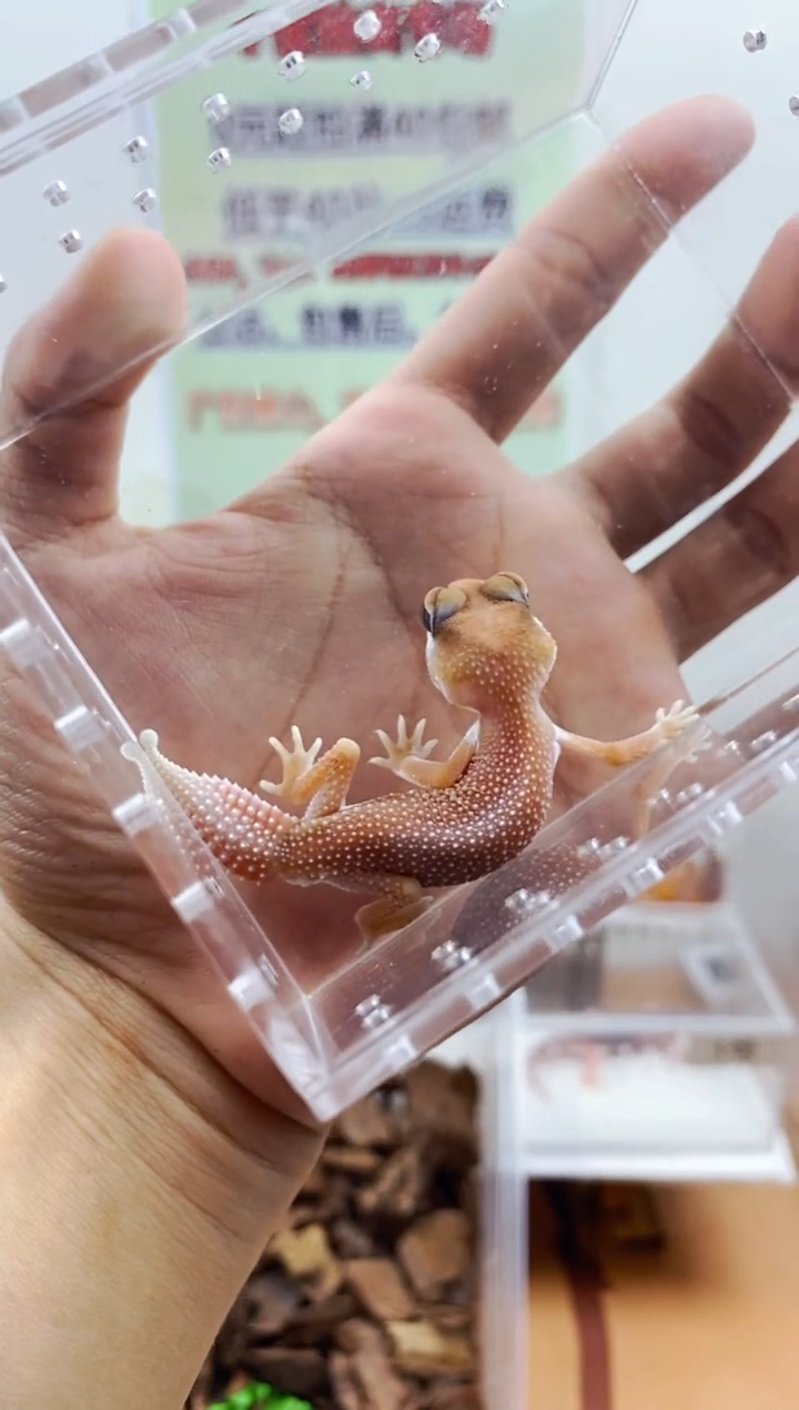 豹纹守宫豹纹守宫幼苗亚成体成体肥尾