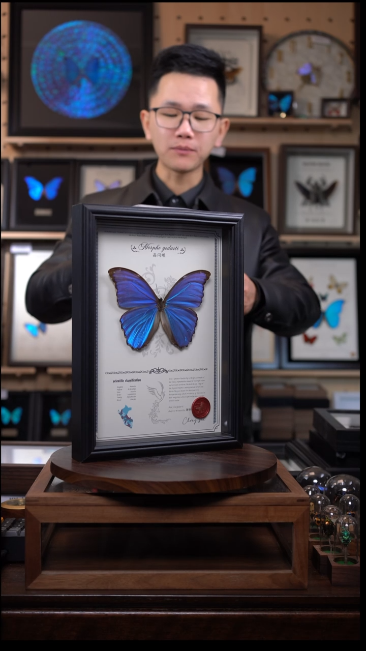 蝴蝶标本摆件竞拍晶闪蝶h157