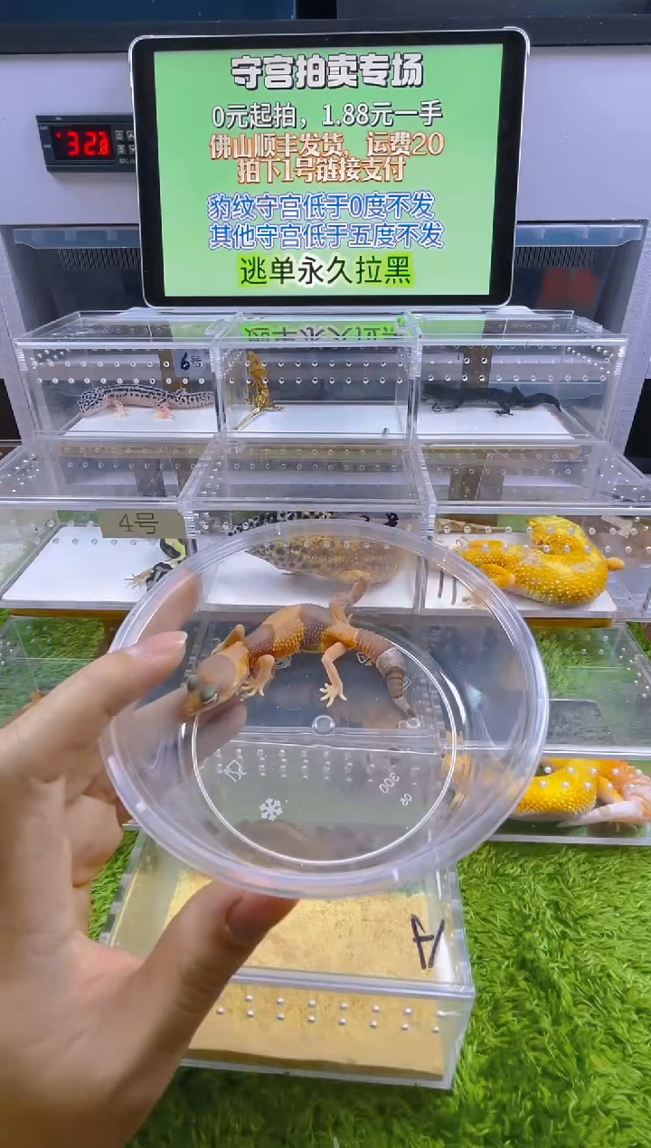 豹纹守宫豹纹肥尾瘤尾苗子亚成成体