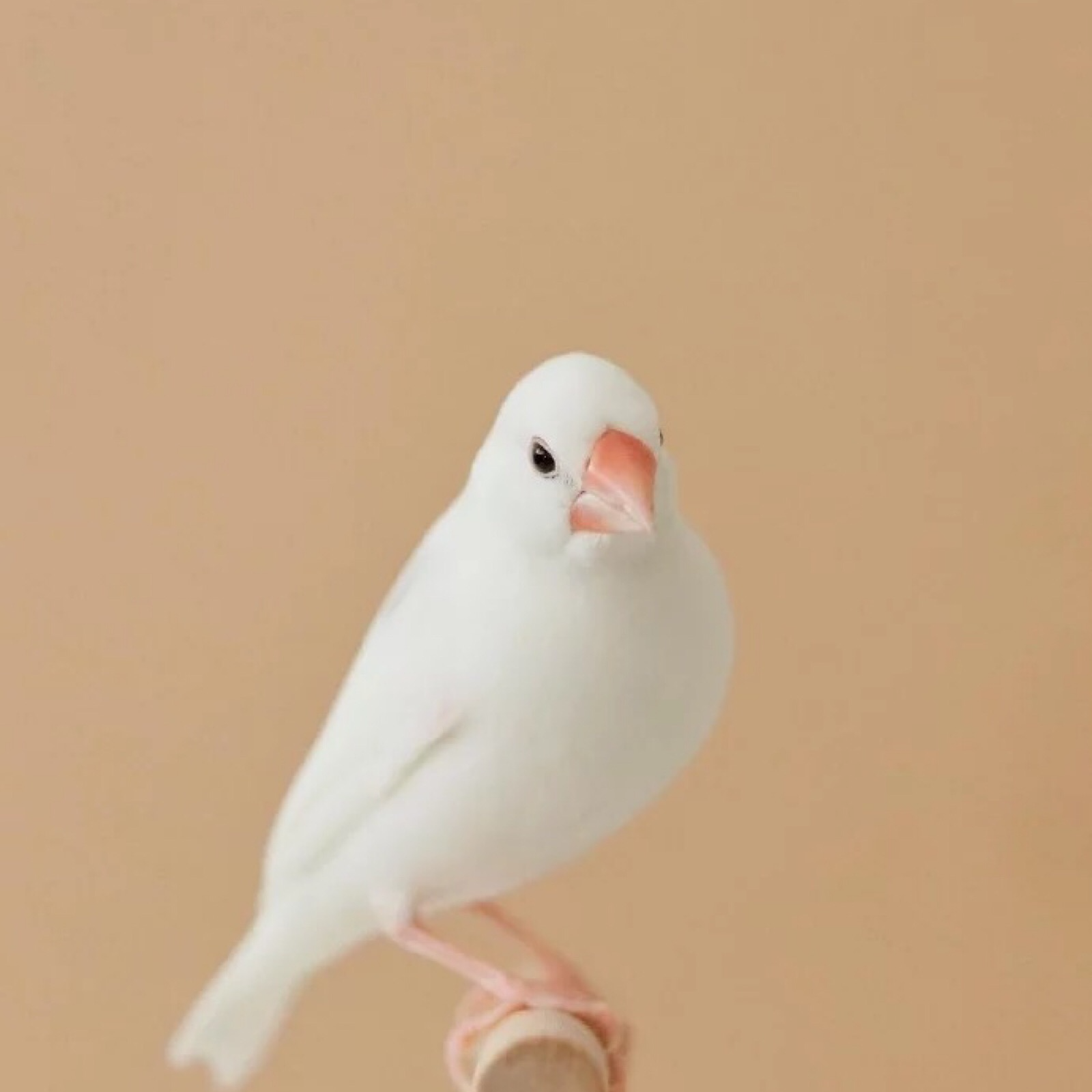 特价文鸟、特价鸟，缺毛的、爪子不好、爪子歪的，不包百分百公母