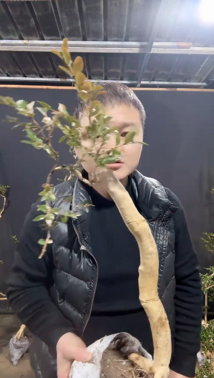 【闪购商品】湖北恩施白皮瓜子黄杨