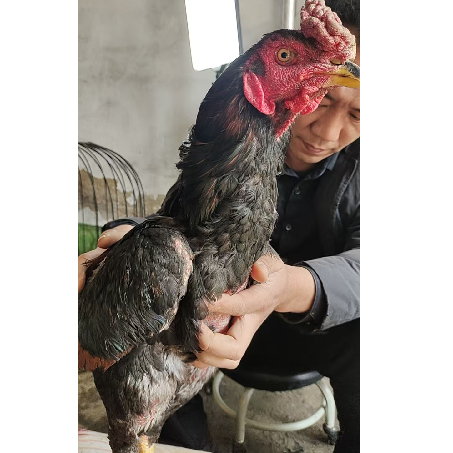 农村散养土鸡斗鸡