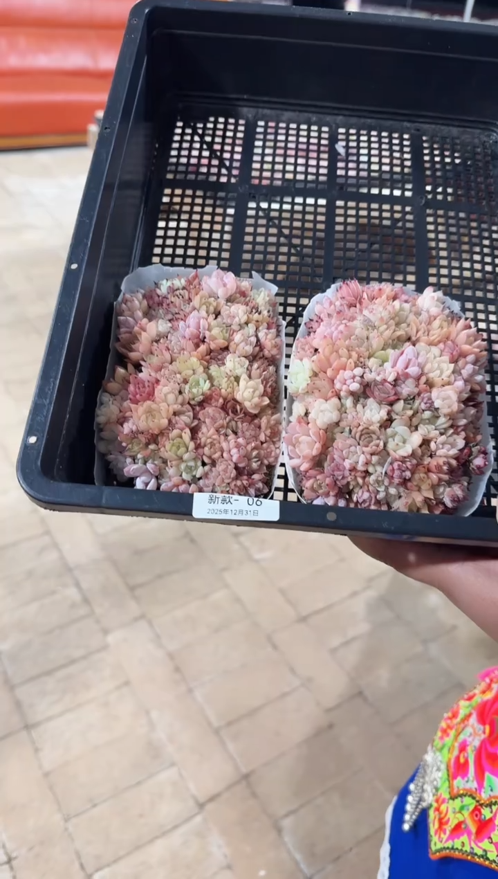 东云多肉园新款-06