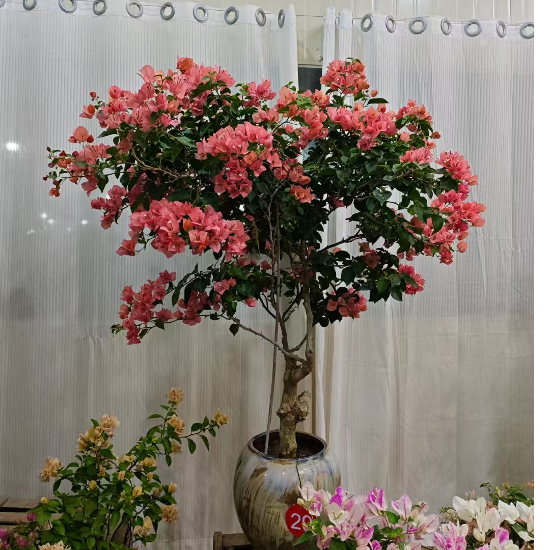 三角梅高级色系带盆带土 好养易活四季开花 原盆基地直发