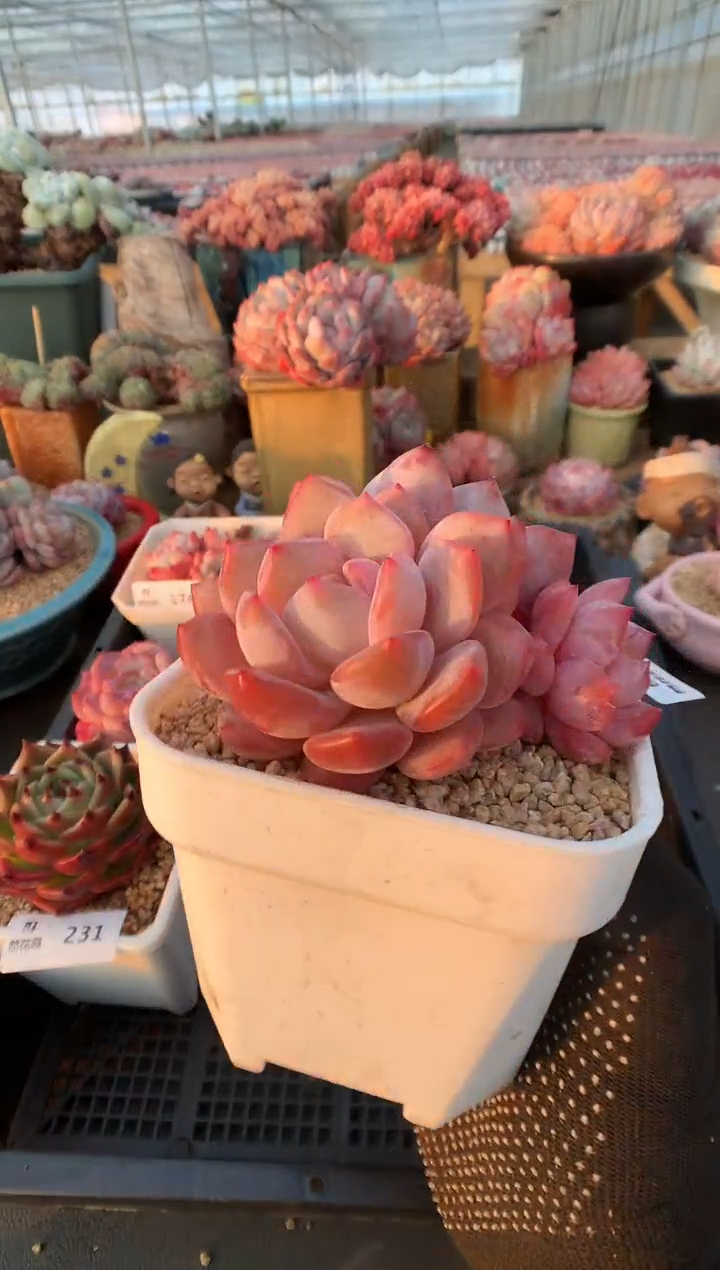 【闪购商品】232蒙克一物一拍