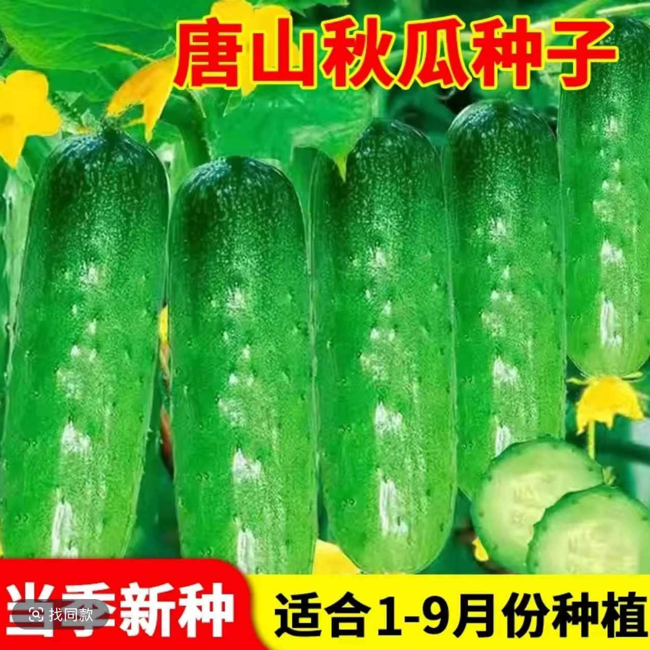 唐山秋瓜种子秋黄瓜高产水果黄瓜阳台小院春秋季易播种蔬菜种子