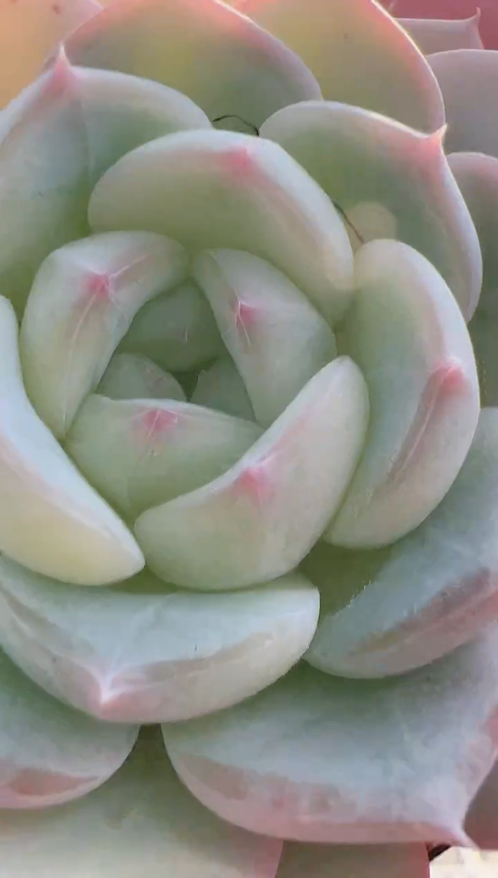 【闪购商品】新-107