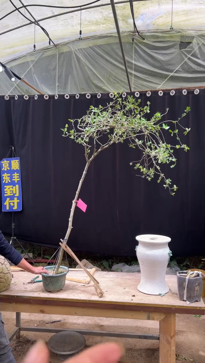 当前无花朵，栽培后可花朵最***0海岛栀子花