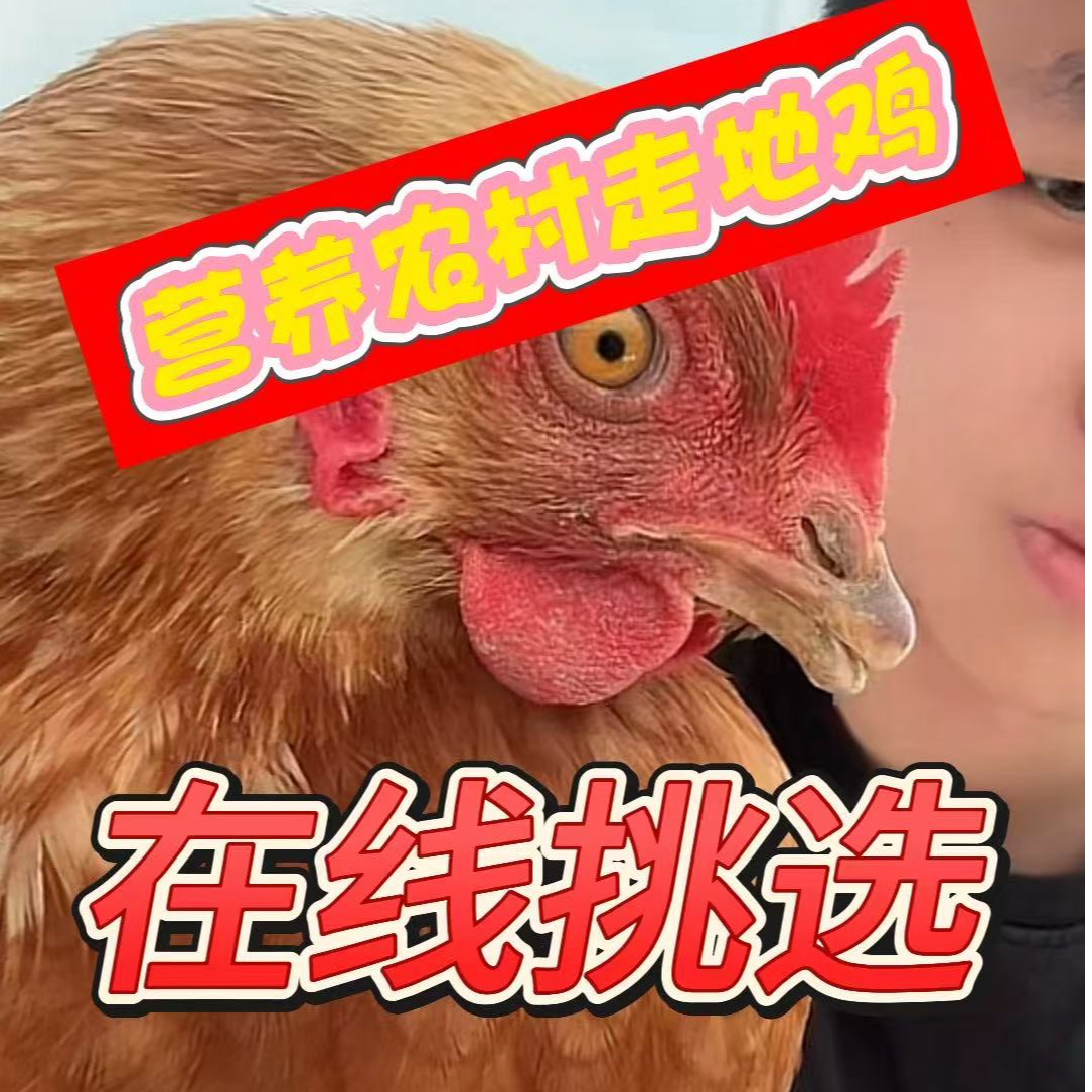 【现选现杀】农村营养走地鸡母鸡草鸡同城送