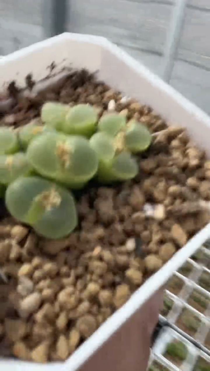 二***王10-247多肉植物肉锥