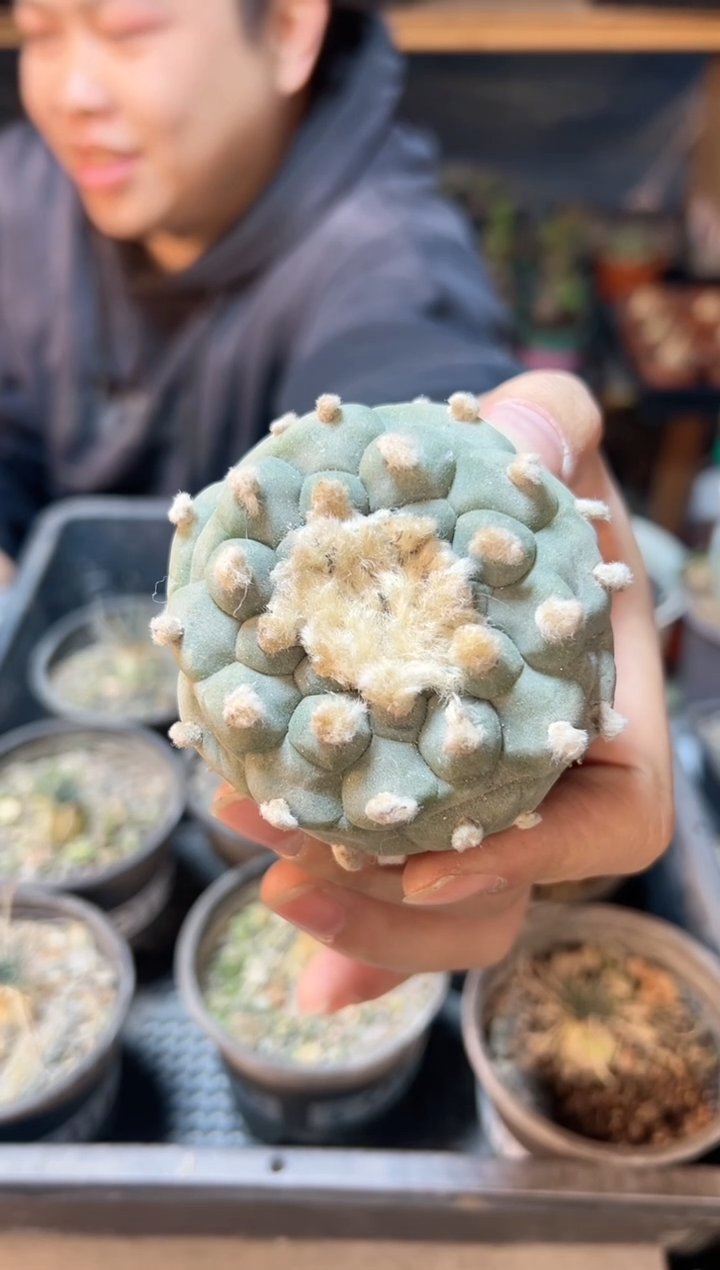 【闪购商品】晚7号实生佛头银6.8公分