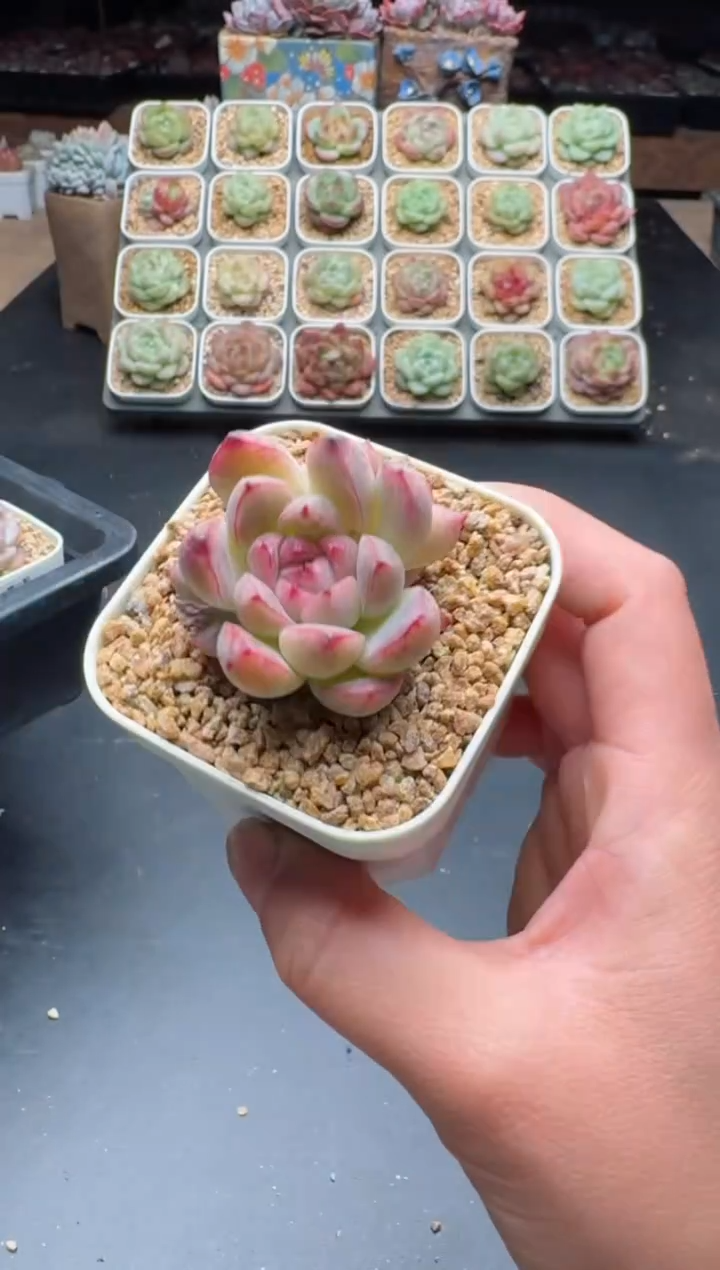 【闪购商品】867A多肉脱土发6.5杯当天拍3颗包柚