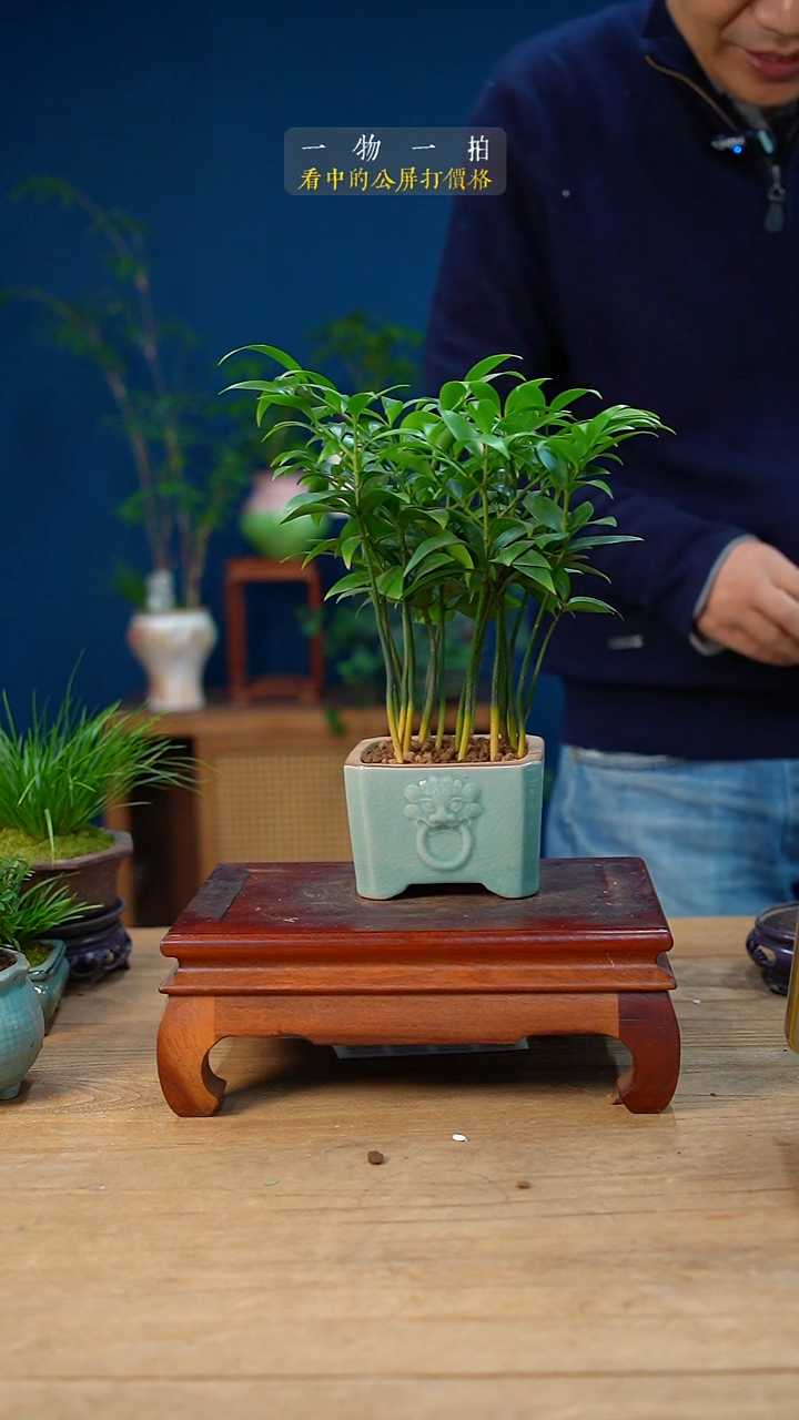 完全开放小*竹柏207