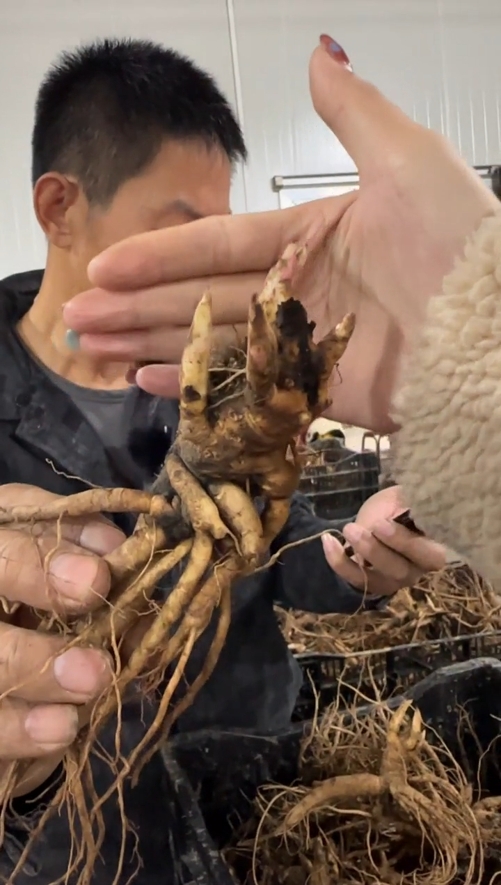 乐*69.9  奥迪  乐竹