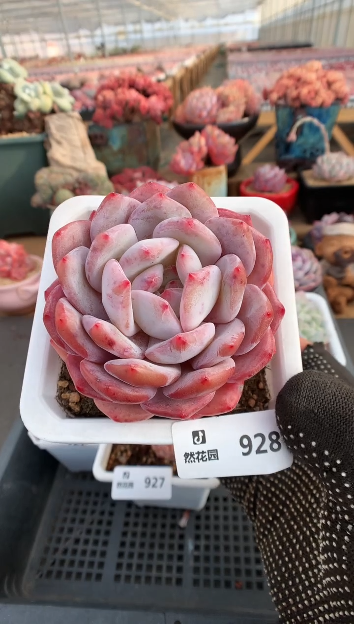 【闪购商品】928梦露一物一拍