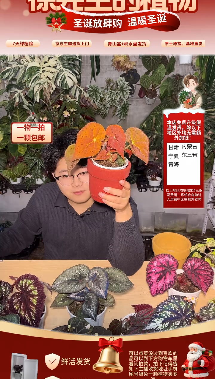 完全开放秋之华秋海棠