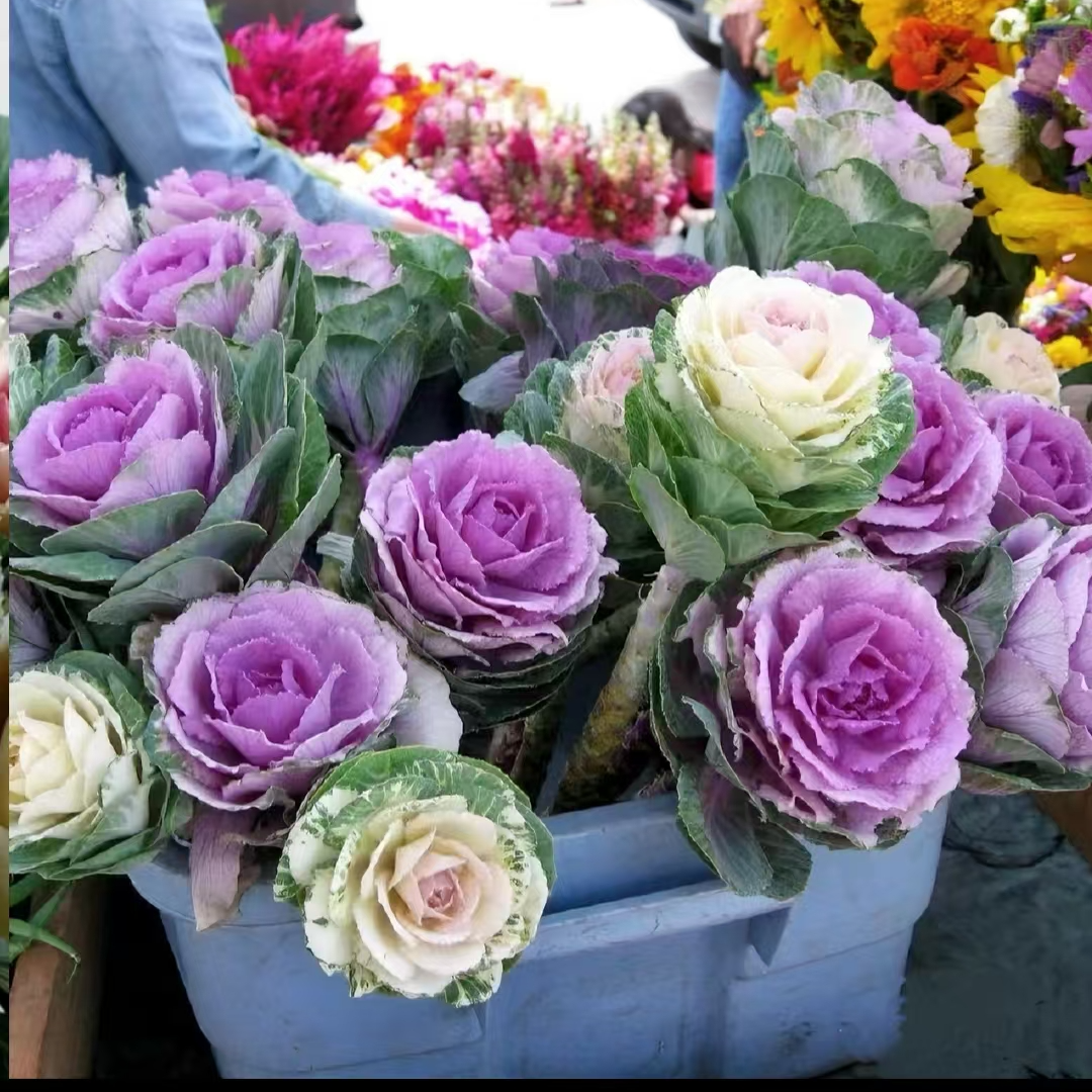 多头羽衣甘蓝盆栽室内外耐寒耐热多年生