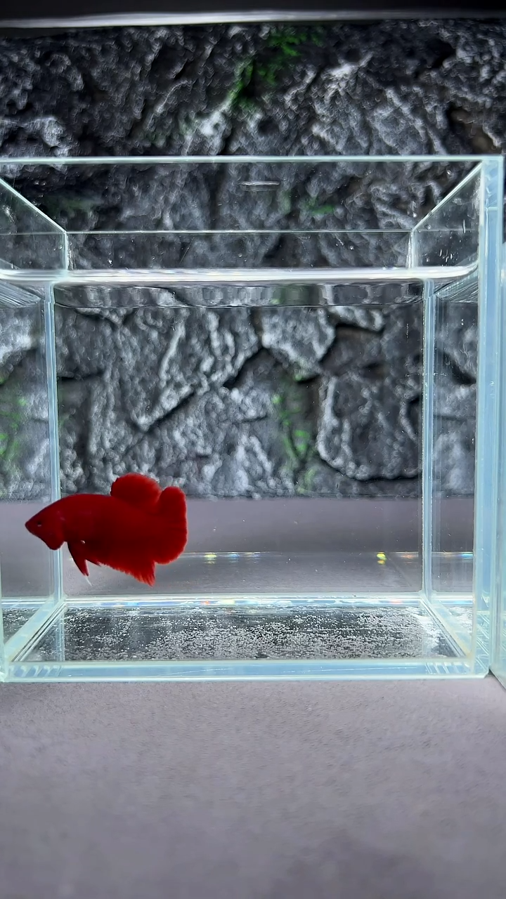 斗鱼竞拍链接A079