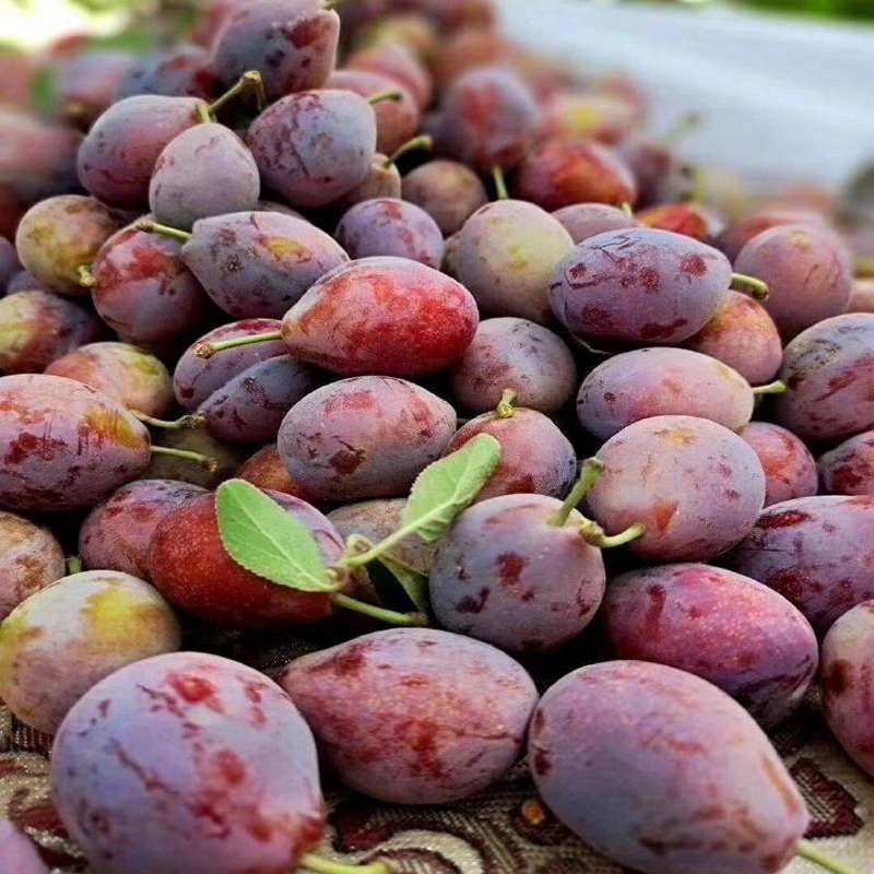 【抖】新疆西梅 约300g±10g/份