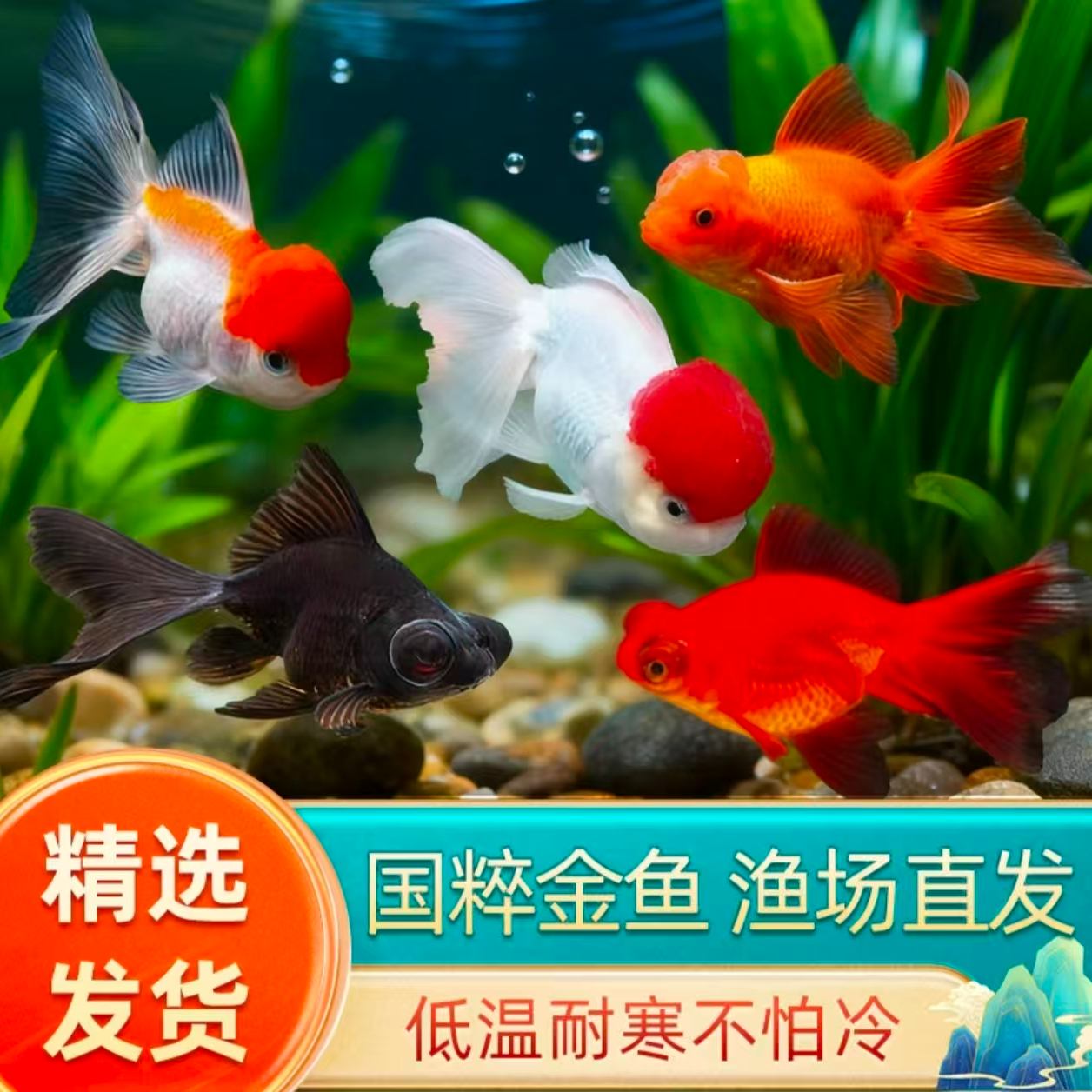 【进阶礼包】耐活好养大缸福利冷水观赏金鱼淡水鱼8条6-8厘米包邮